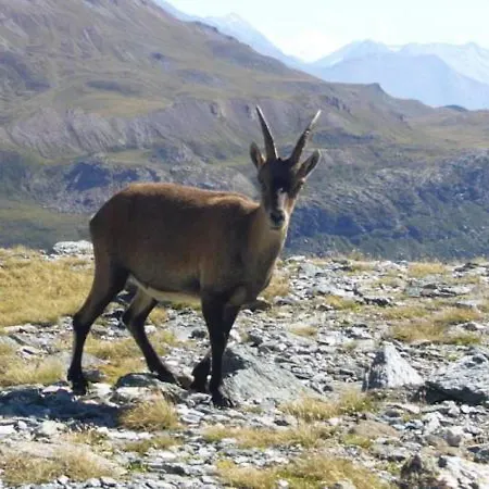 Aparthotel Des Neiges : La Cime Des Arcs 4*